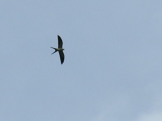 Swallow-tailed Kite - ML194272731