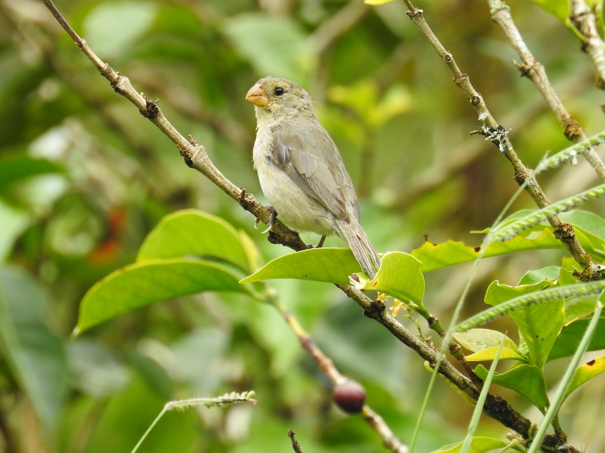Gray Seedeater - ML194273191