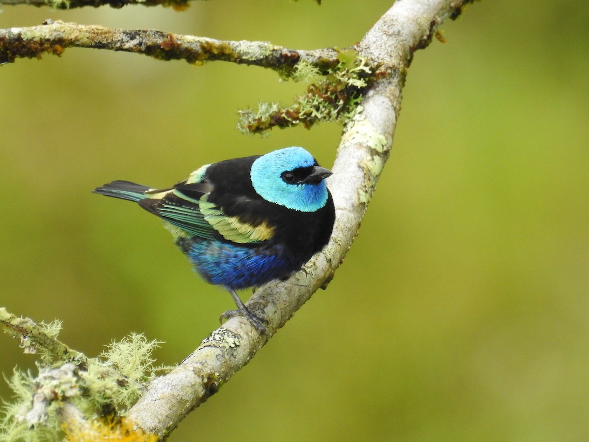 Blue-necked Tanager - ML194275971
