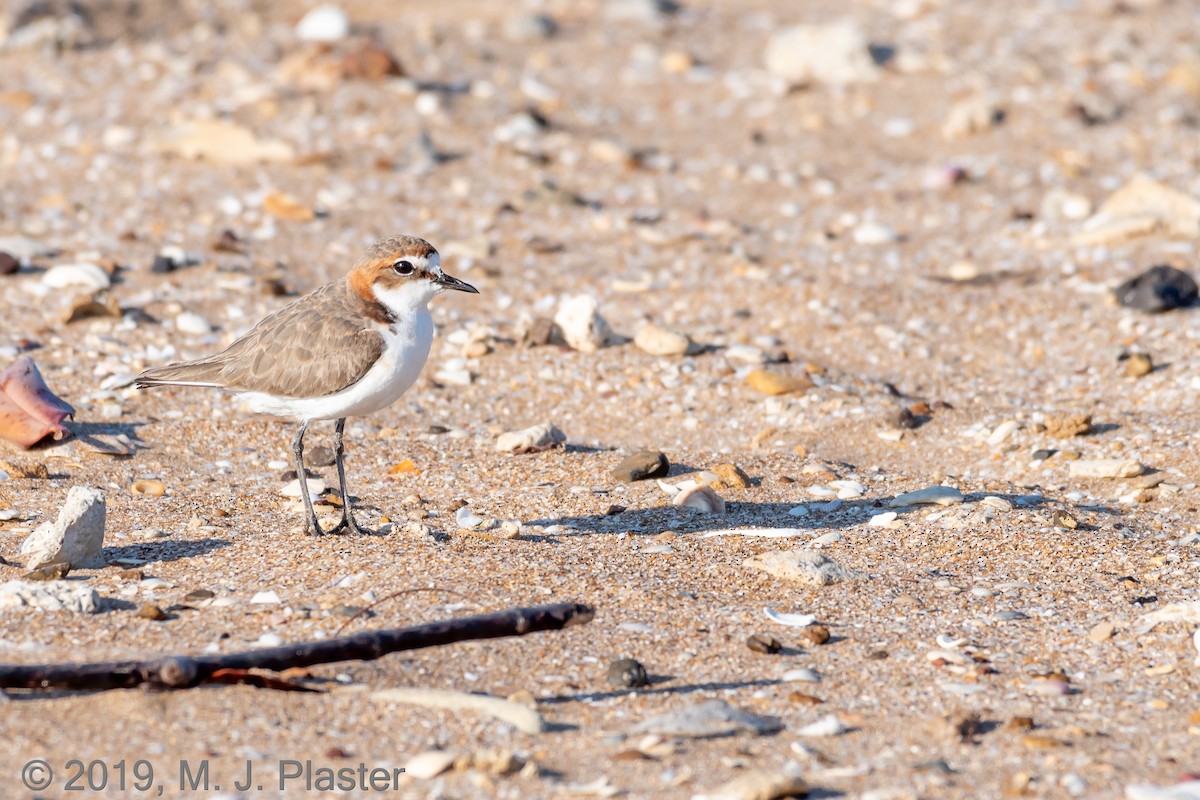 Red-capped Plover - ML194276641