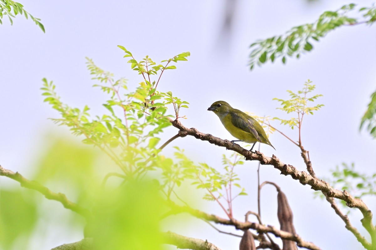 Yellow-throated Euphonia - Luis Guillermo