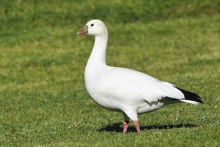 Ross's Goose, ML194287751
