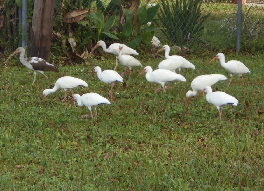 Ibis blanc - ML194292191