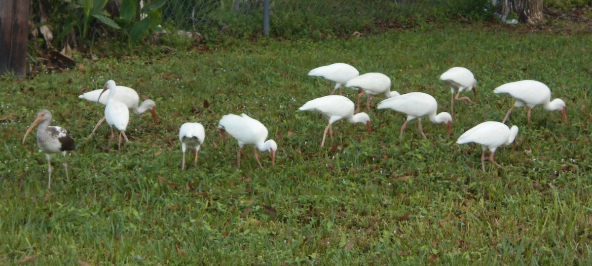 ibis bílý - ML194292201