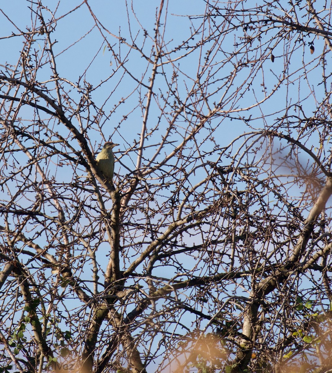 Iberian Green Woodpecker - ML194292361