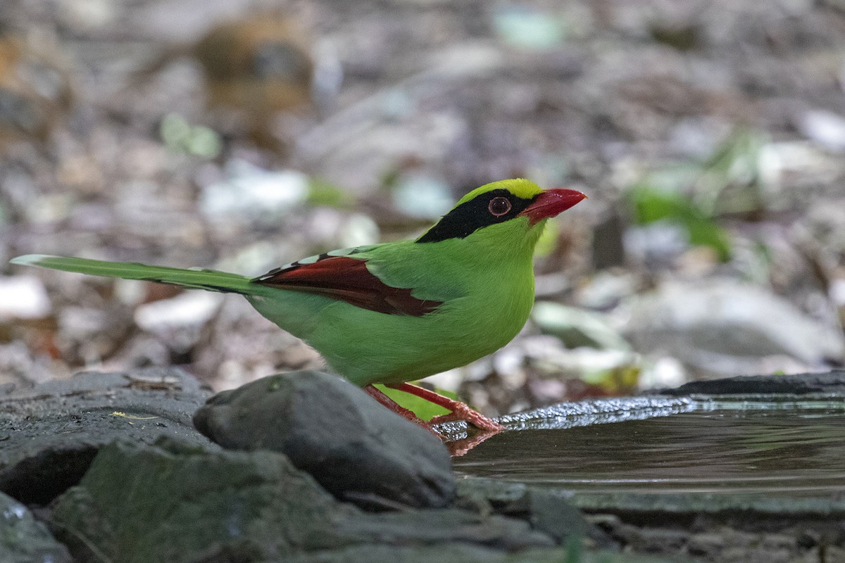 Common Green-Magpie - Charley Hesse TROPICAL BIRDING