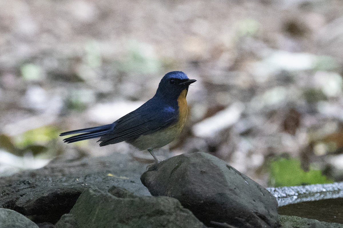 Chinese Blue Flycatcher - Charley Hesse TROPICAL BIRDING