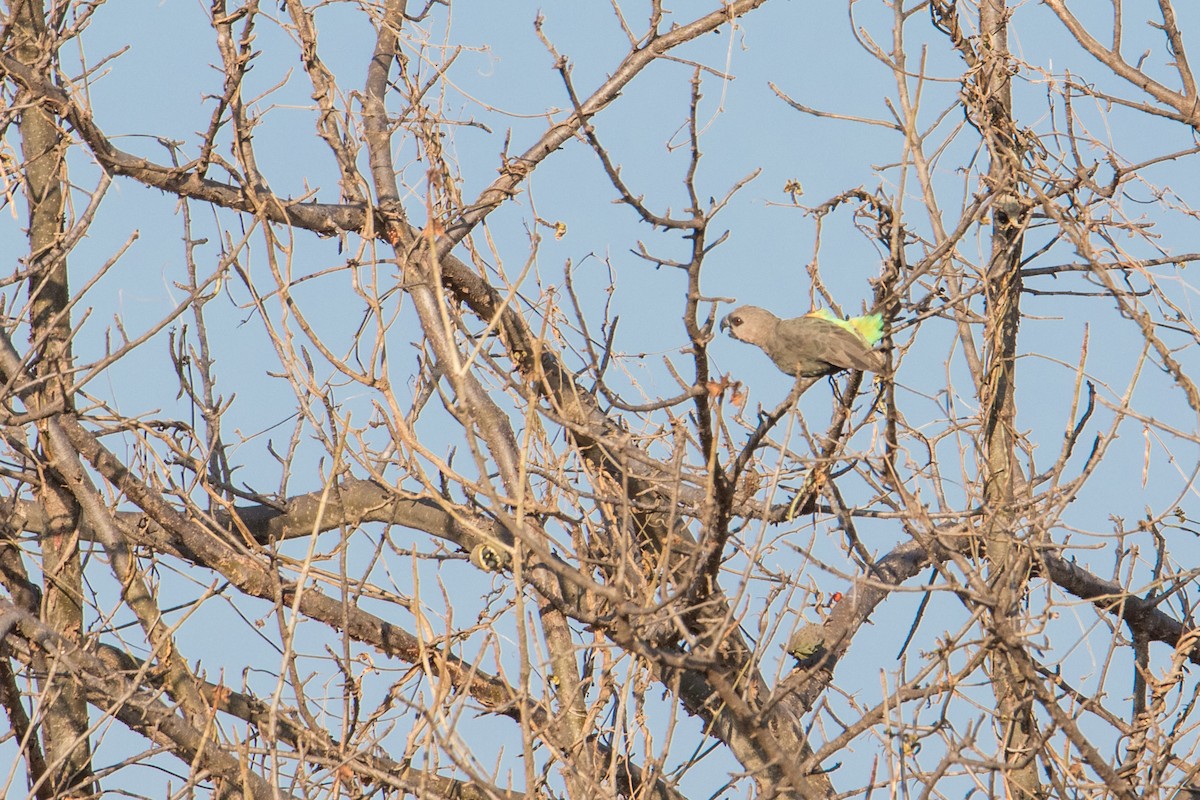 Red-bellied Parrot - ML194295651