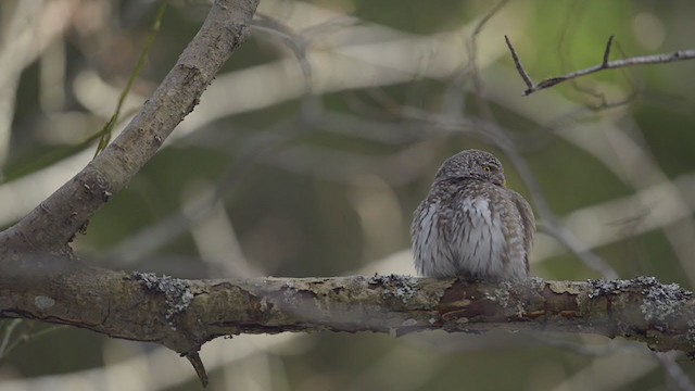 Eurasian Pygmy-Owl - ML194296681