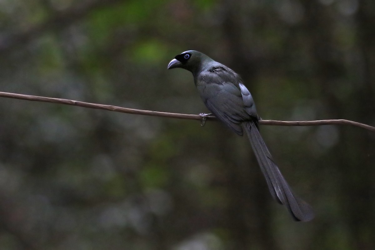 Racket-tailed Treepie - Charley Hesse TROPICAL BIRDING