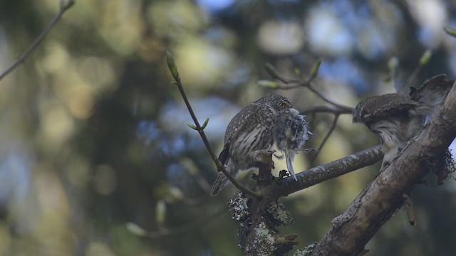 Eurasian Pygmy-Owl - ML194298301