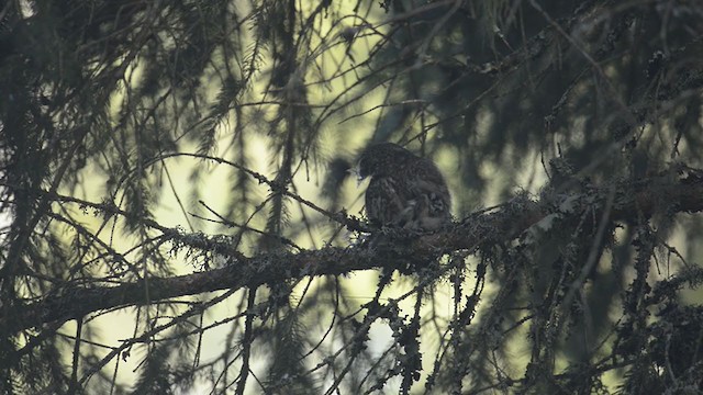 Eurasian Pygmy-Owl - ML194299951
