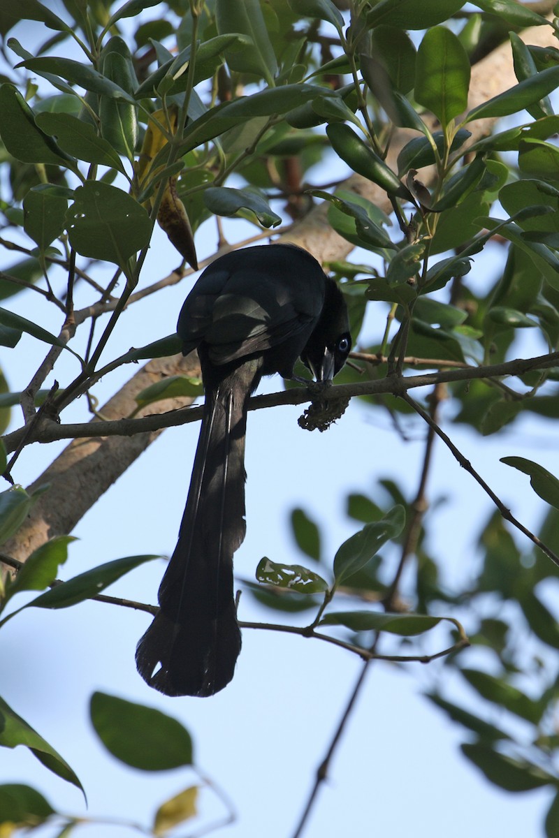 Racket-tailed Treepie - Charley Hesse TROPICAL BIRDING