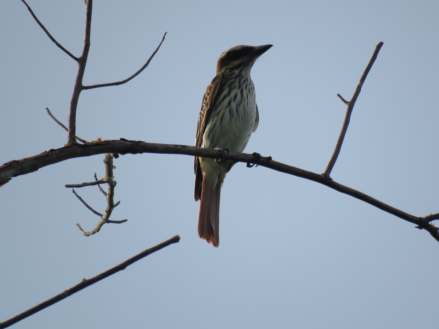 Streaked/Sulphur-bellied Flycatcher - eBird