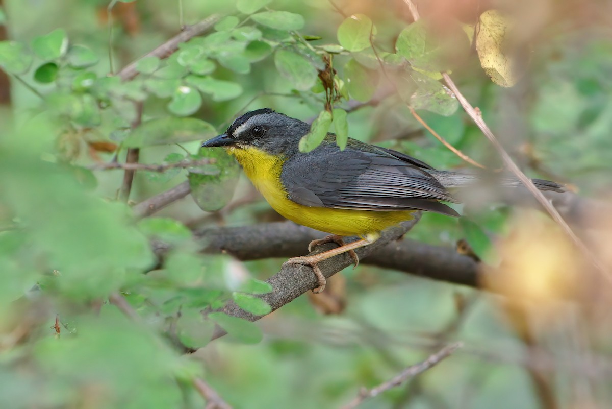 Gray-and-gold Warbler - ML194305781