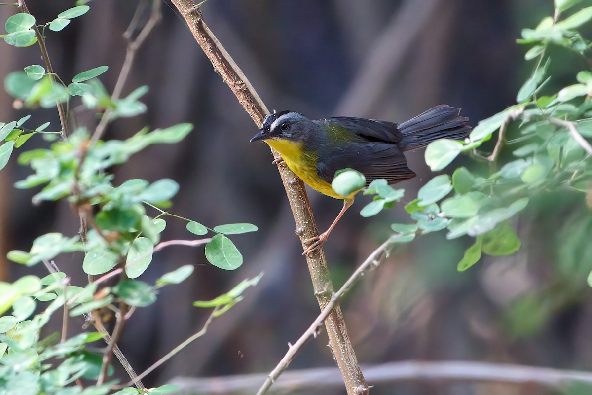 Gray-and-gold Warbler - ML194306301