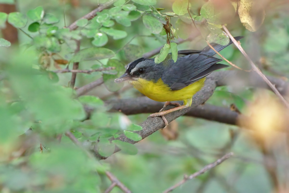 Gray-and-gold Warbler - ML194306991
