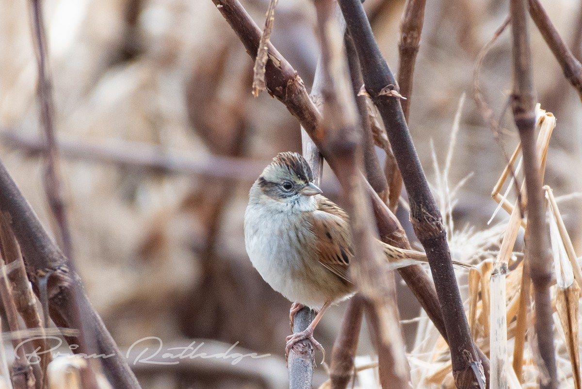 Swamp Sparrow - Brian Ratledge