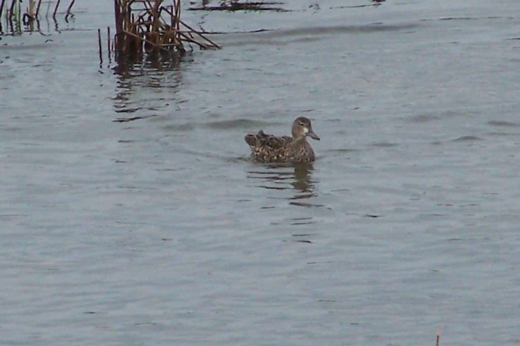 Blue-winged Teal - ML194317671