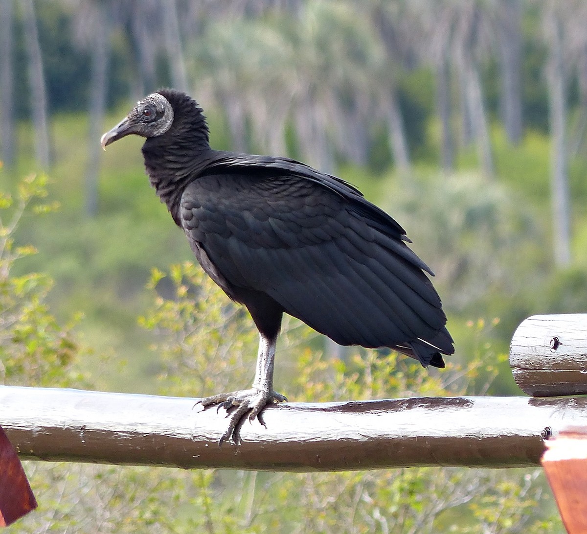 Black Vulture - ML194319761