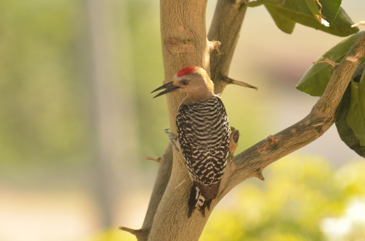 Red-crowned Woodpecker - Leonardo Duque