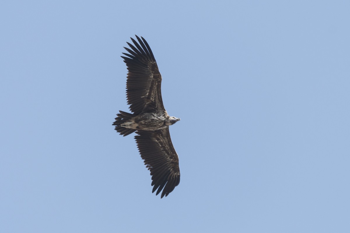 Lappet-faced Vulture - ML194323631