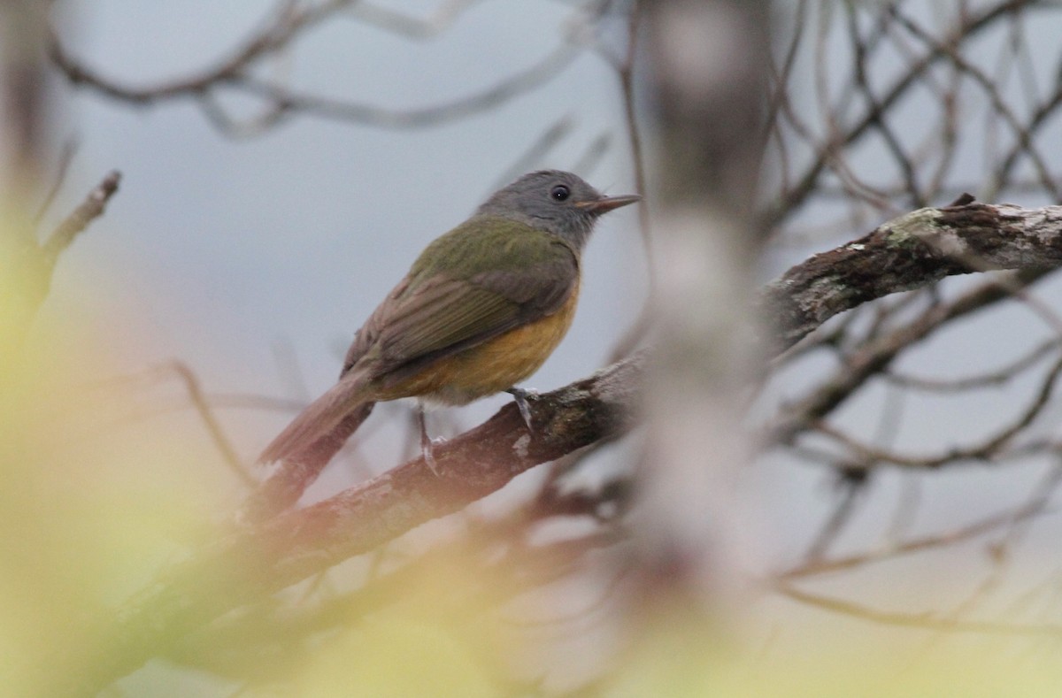 Gray-hooded Flycatcher - Oliver  Metcalf