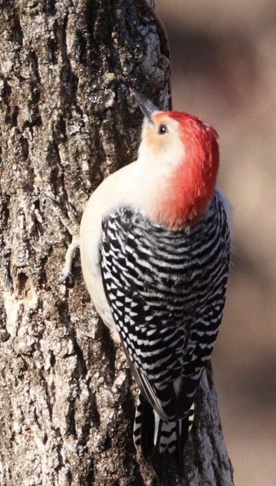 Red-bellied Woodpecker - ML194326131