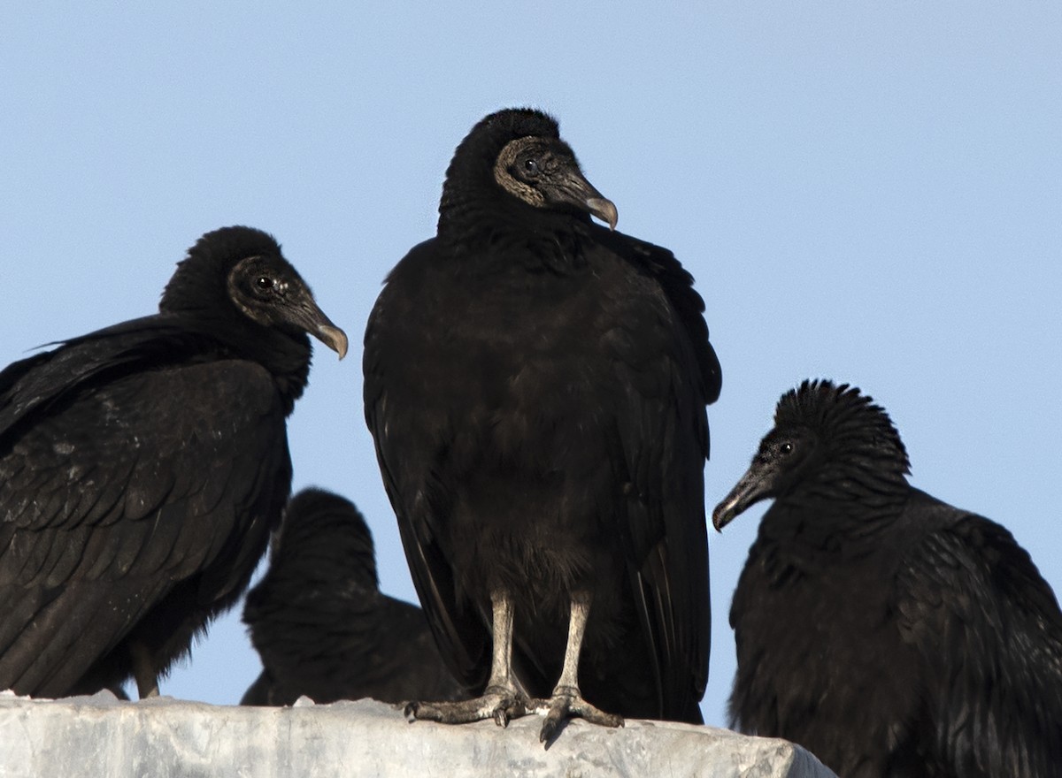 Black Vulture - ML194326521