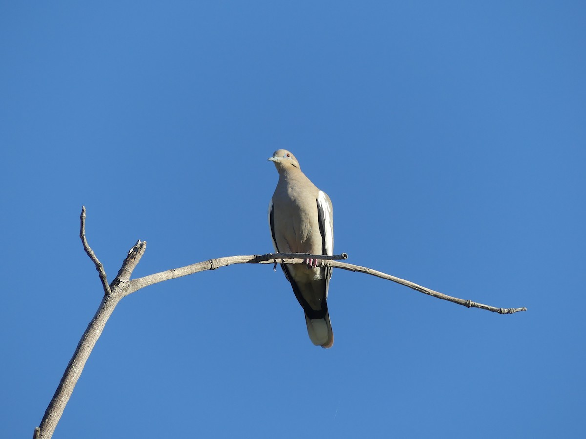 White-winged Dove - ML194326961
