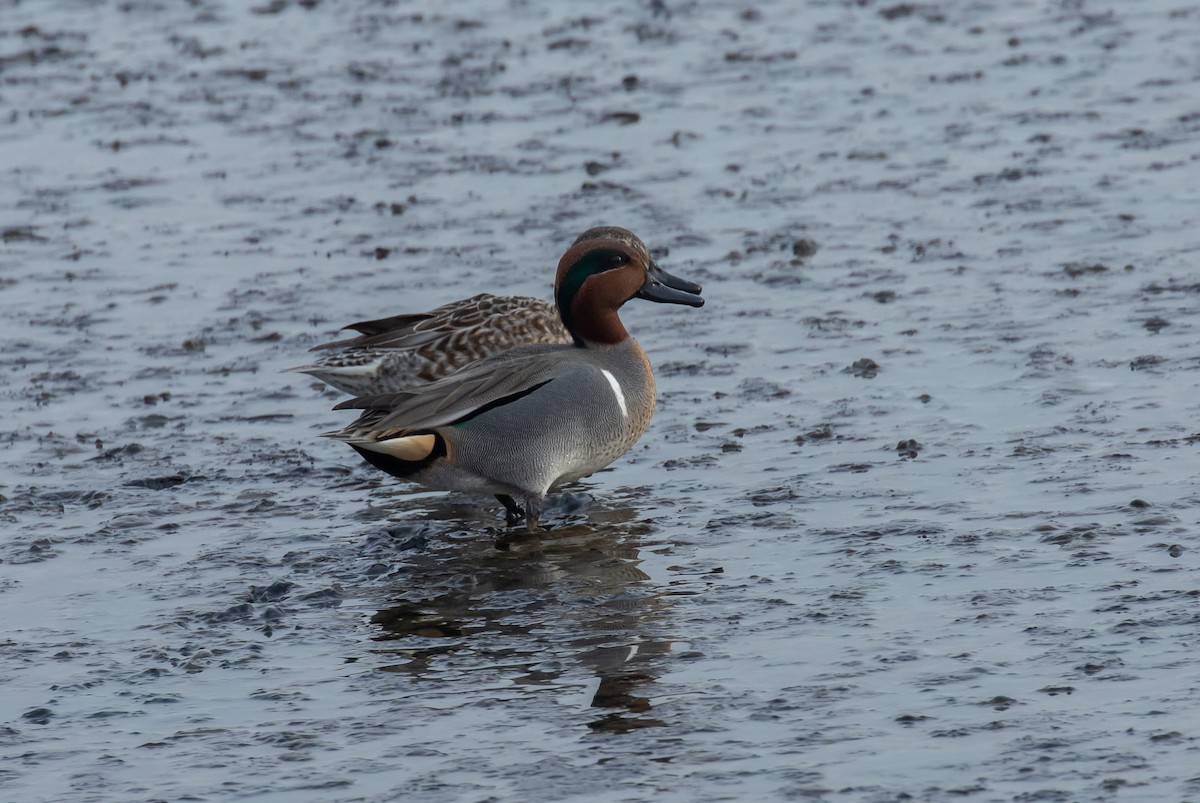 Green-winged Teal - ML194327441