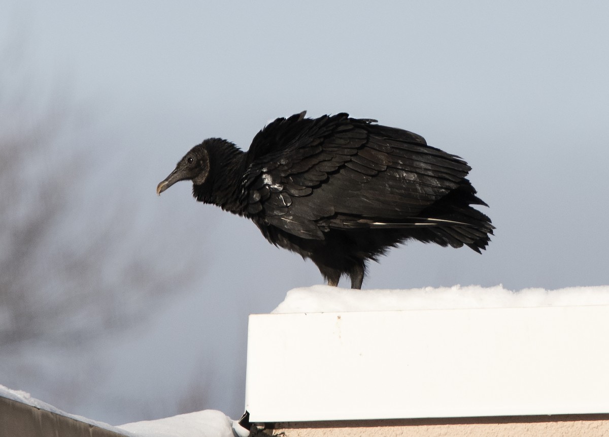 Black Vulture - ML194327471