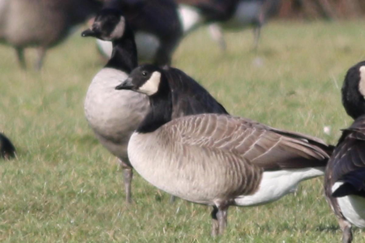 Cackling Goose (Taverner's) - Nick Bonomo