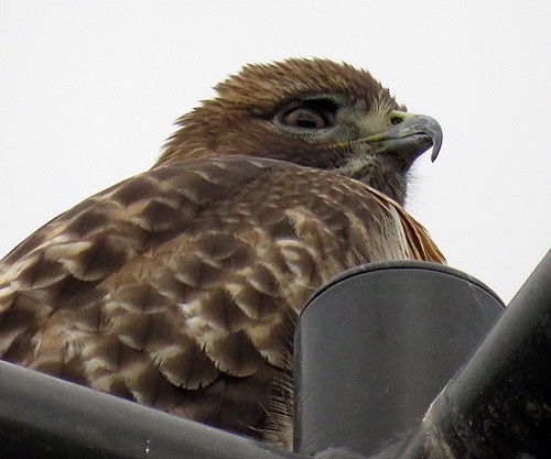 Red-tailed Hawk - ML194330201
