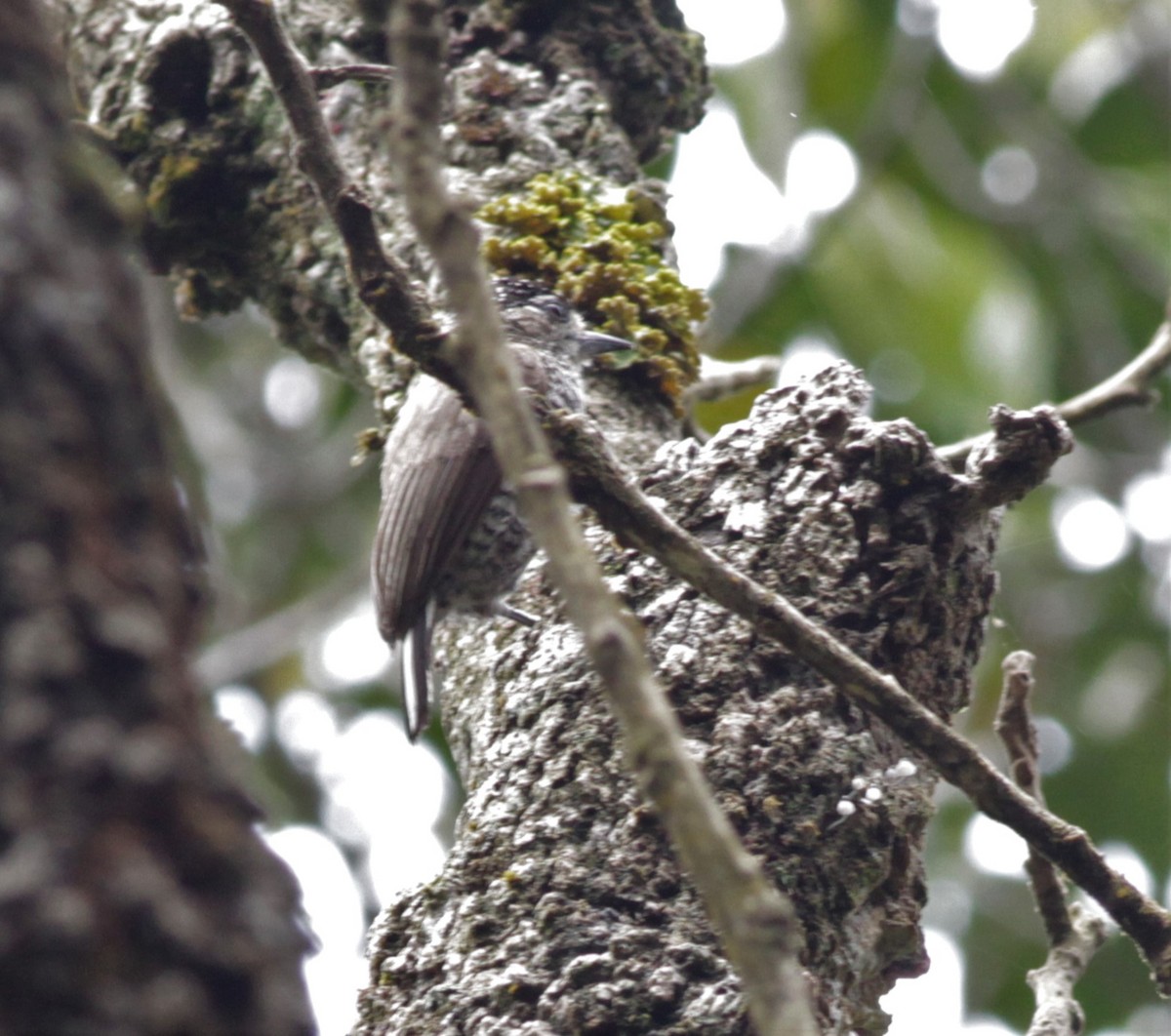 White-barred Piculet - ML194333511