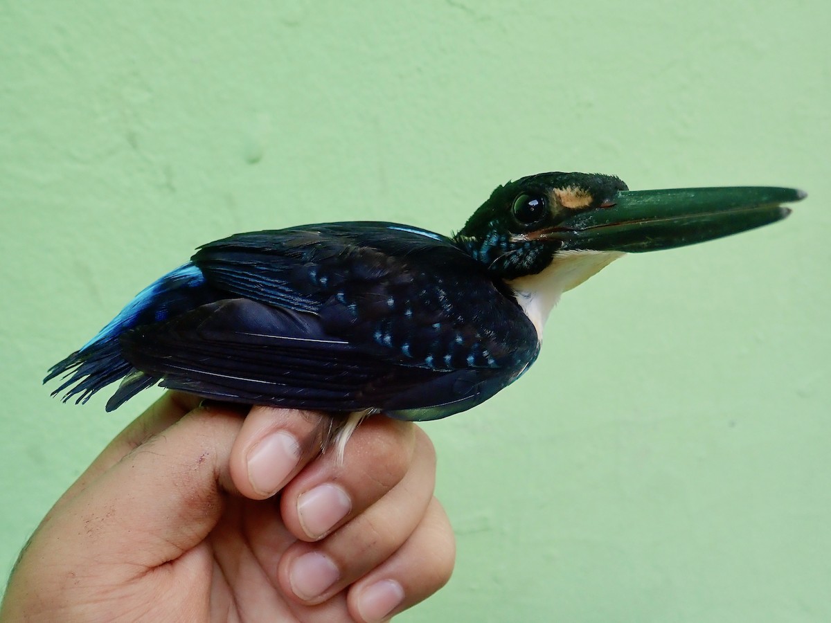 Malaysian Blue-banded Kingfisher - Matt Brady