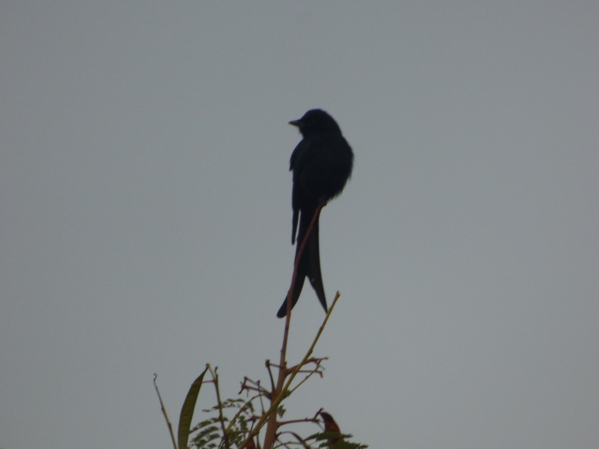 Black Drongo - Mike Tuer