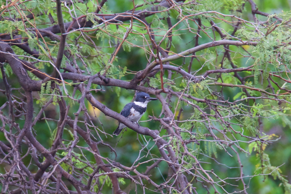 Belted Kingfisher - ML194342041