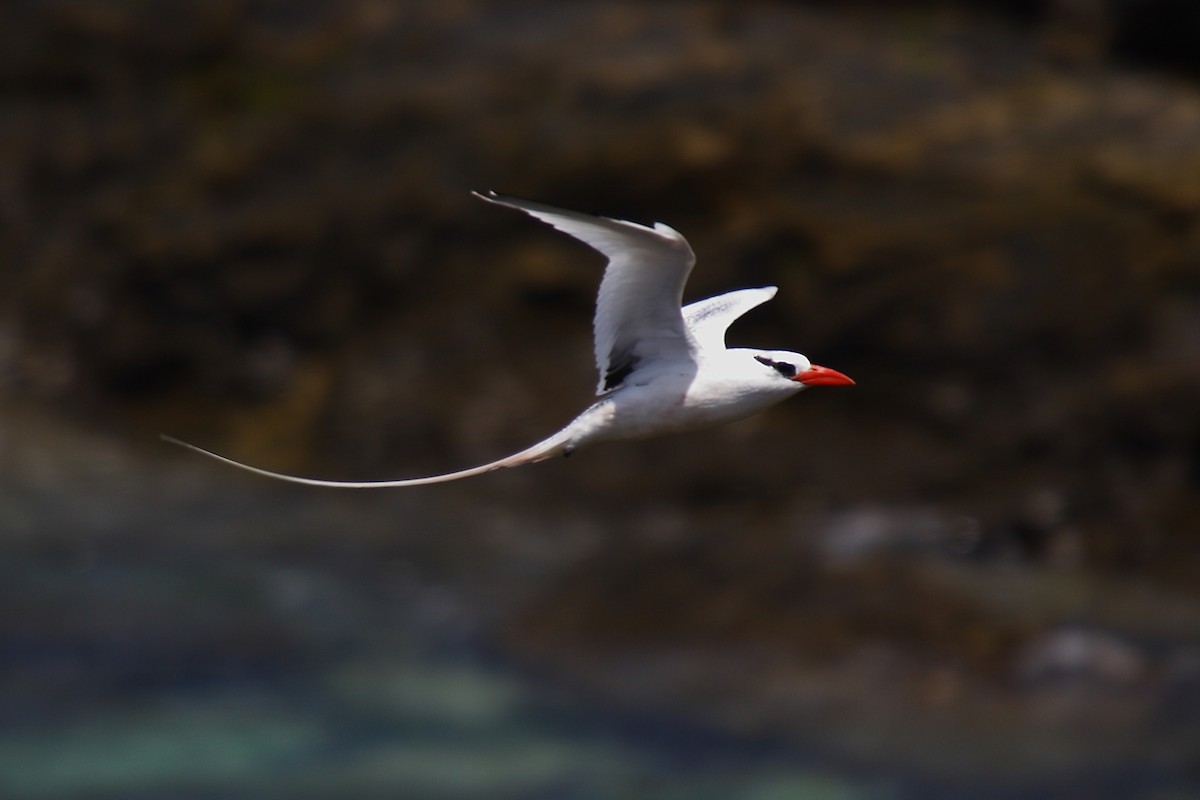 Red-billed Tropicbird - Miguel Rouco