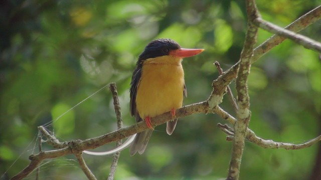 Buff-breasted Paradise-Kingfisher - ML194345661