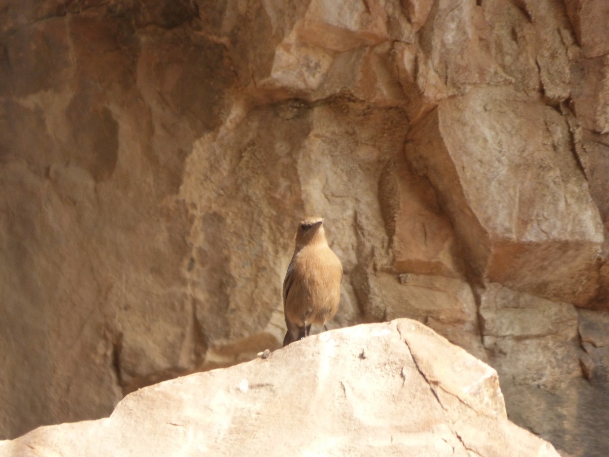 Brown Rock Chat - Mike Tuer