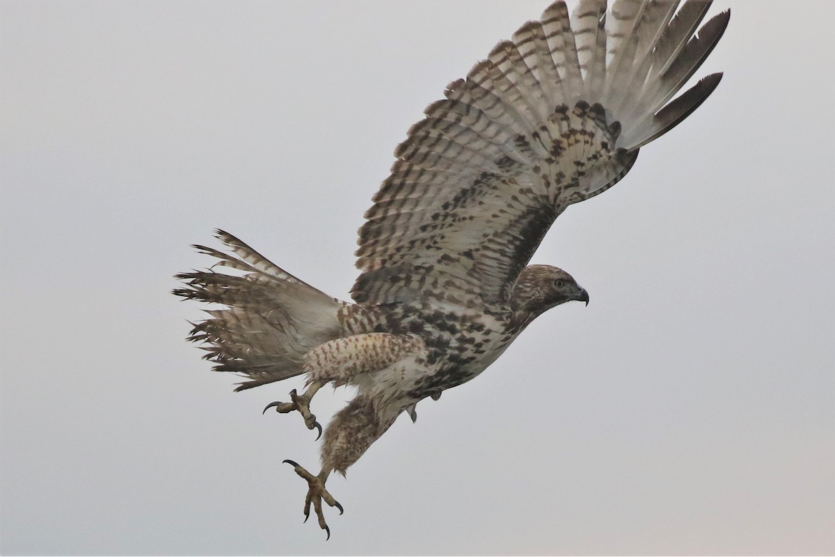 Red-tailed Hawk - ML194349221