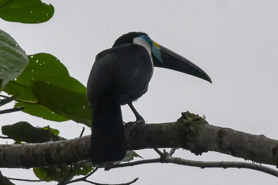 White-throated Toucan - Ted Kavanagh