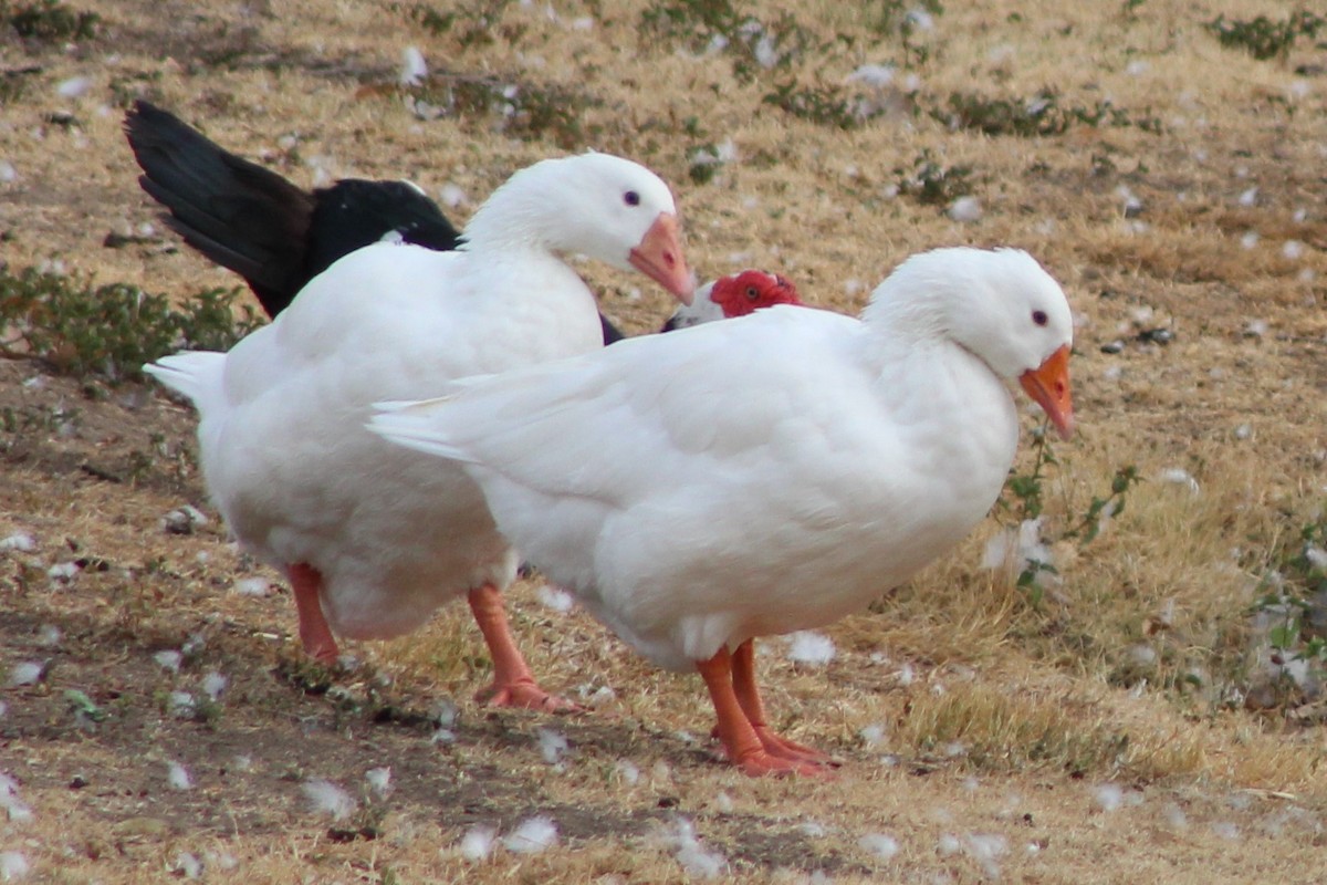 Domestic goose sp. (Domestic type) - ML194352321