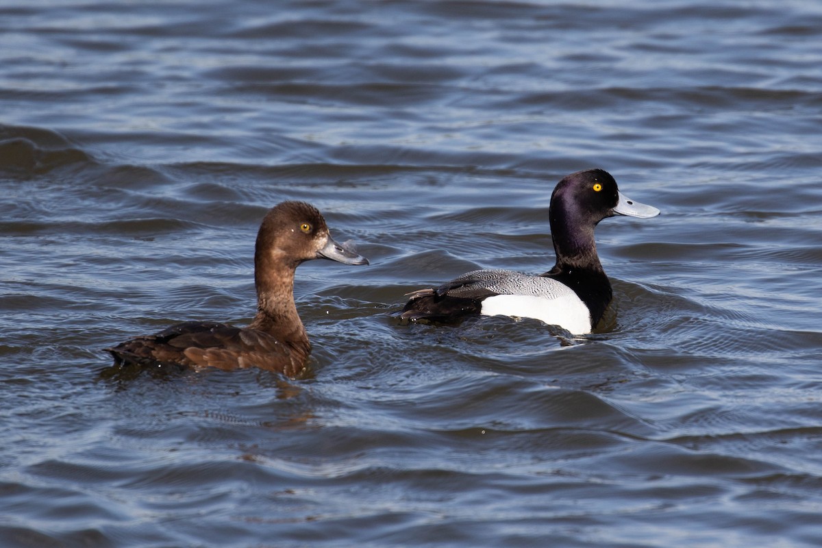Greater Scaup - ML194354551