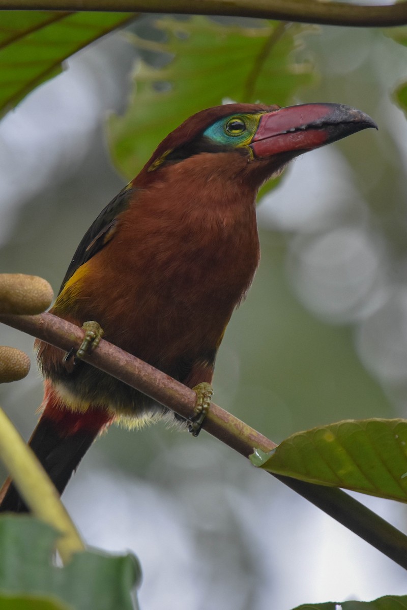 Golden-collared Toucanet - Ted Kavanagh