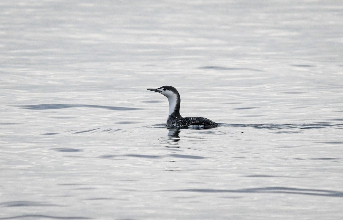 Red-throated Loon - Trevor Ambrico