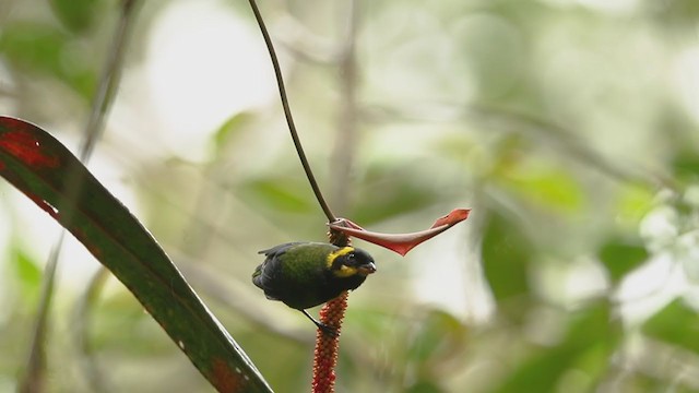 Gold-ringed Tanager - ML194356771