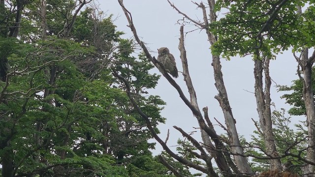 Lesser Horned Owl - ML194360381