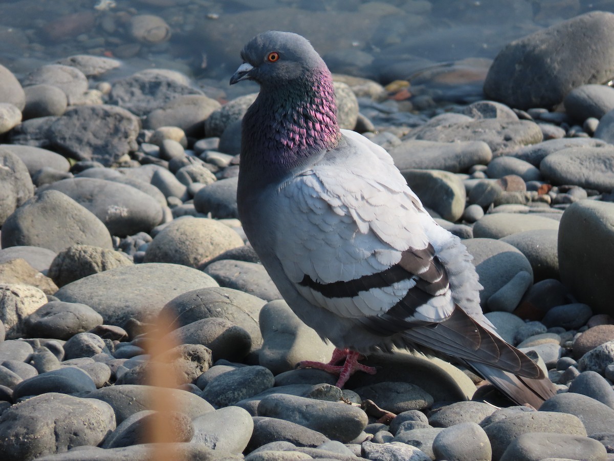 Rock Pigeon (Feral Pigeon) - Rick Hibpshman